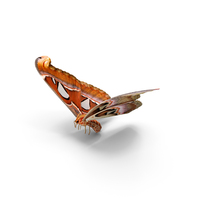 Flying Atlas Moth PNG & PSD Images