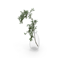 Olive Branch In Vase PNG & PSD Images