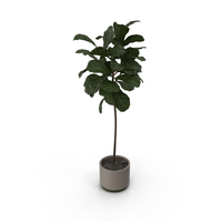 Potted Ficus Lyrata PNG & PSD Images