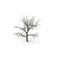 White Oak Tree Winter PNG & PSD Images
