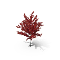 Young Tree Red Maple Autumn PNG & PSD Images