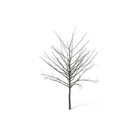 Young Tree Red Maple Winter PNG & PSD Images
