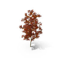 Young White Oak Autumn PNG & PSD Images