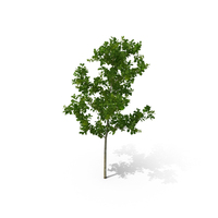 Young White Oak Summer PNG & PSD Images