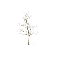 Young White Oak Winter PNG & PSD Images