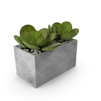 Potted Peperomia Obtusifolia PNG & PSD Images
