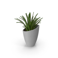 Potted Succulent PNG & PSD Images