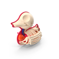 Bath Duck Anatomy Skeleton PNG & PSD Images