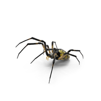 Black and Yellow Garden Spider with Fur PNG & PSD Images