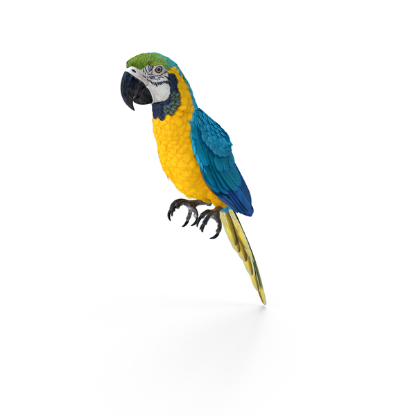 蓝色和黄色金刚鹦鹉鹦鹉坐着姿势PNG和PSD图像