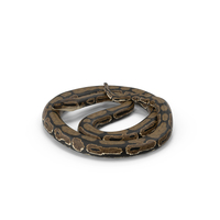 Curled Brown Python Snake PNG & PSD Images
