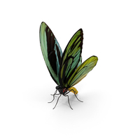 Butterfly Ornithoptera Alexandrae with Fur PNG & PSD Images