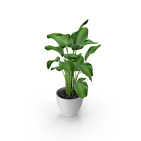 Interior Plant Big Leaves PNG & PSD Images