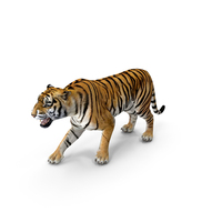 Tiger Roar PNG & PSD Images