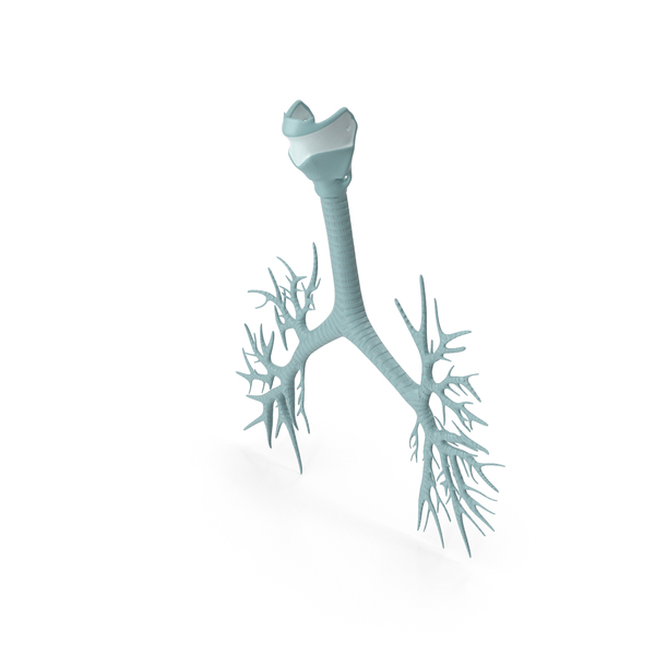 Trachea Anatomical Model PNG & PSD Images