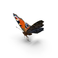 European Peacock Butterfly Flying Pose PNG & PSD Images