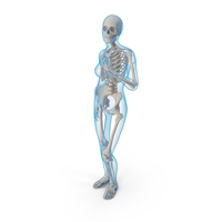 Female Body with Skeleton Standing Pose PNG & PSD Images