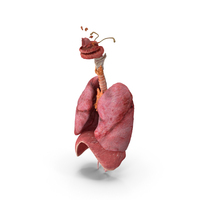 Female Respiratory System PNG & PSD Images