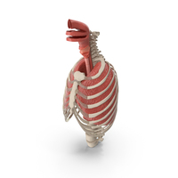 Female Ribcage Skeleton with Respiratory System PNG & PSD Images