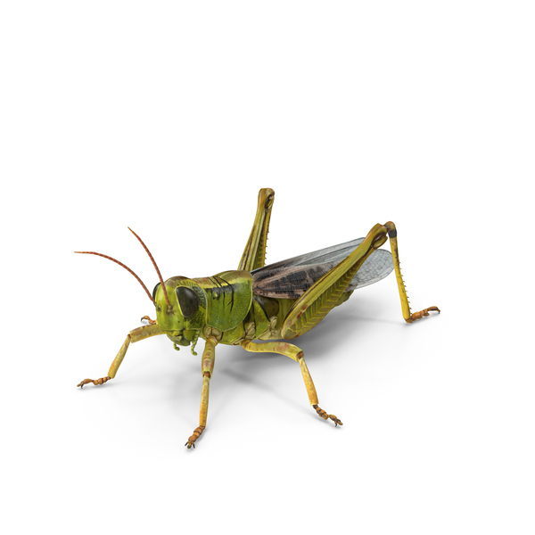 Grasshopper with Fur PNG & PSD Images
