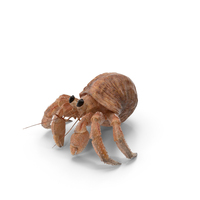 Hermit Crab with Fur PNG & PSD Images
