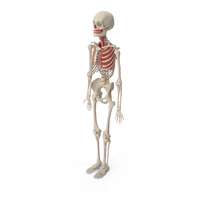 Human Male Skeleton with Respiratory System PNG & PSD Images