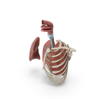 Human Respiratory System Trachea Dissection Anatomical Model PNG & PSD Images