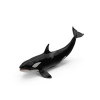 Killer Whale Lies on the Floor PNG & PSD Images