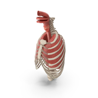 Male Ribcage with Respiratory System PNG & PSD Images