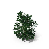 Green Bushes PNG & PSD Images