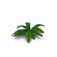 Tropical Plant Glauca Cordyline PNG & PSD Images