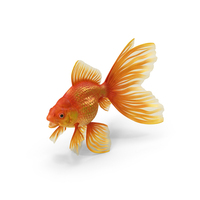 Orange Fancy Fantail Goldfish PNG & PSD Images