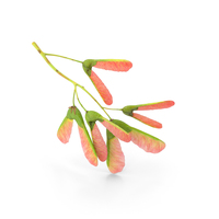粉红色的枫树种子分支PNG和PSD图像