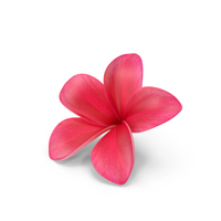 Plumeria Red Flower Lei PNG & PSD Images