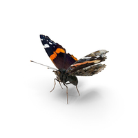 Red Admiral Butterfly Flying Pose PNG & PSD Images