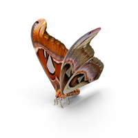 Saturniid Moth Attacus Atlas with Fur PNG & PSD Images