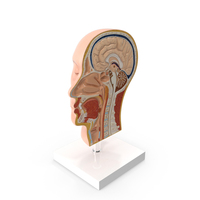Section Of Human Head Anatomy Model PNG & PSD Images
