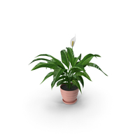 Indoor plants - Spathiphyllum (Spathiphyllum) PNG & PSD Images
