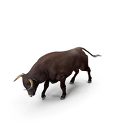 Bull Attacking Pose with Fur PNG & PSD Images