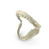 Great White Shark Jaw Bone PNG & PSD Images