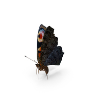 Peacock Butterfly or Aglais io Flying Pose with Fur PNG & PSD Images