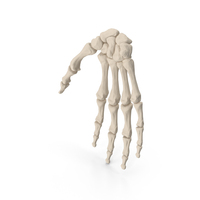 Human Hand Bones PNG & PSD Images