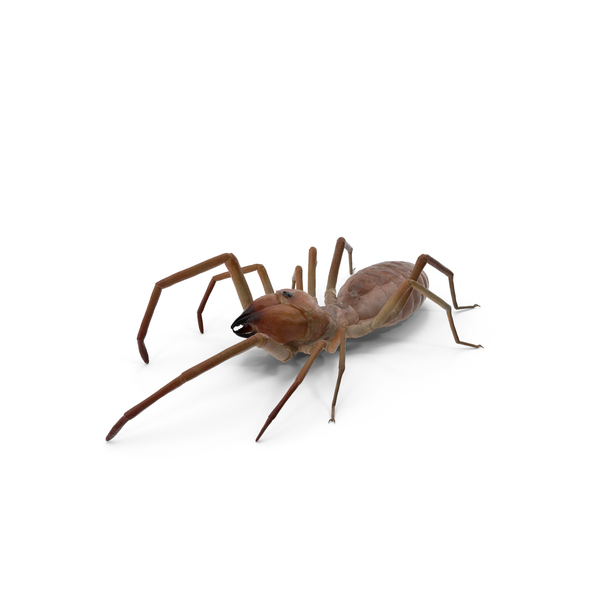 Sun Spider with Fur PNG & PSD Images