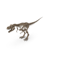 Tyrannosaurus Rex Skeleton Fossil PNG & PSD Images