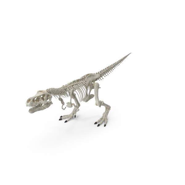 Tyrannosaurus Rex Cute Tyrannosaurus Rex Tyrannosaurus Rex Skeleton Cute  Tyrannosaurus Skeleton PNG , Tiranossauro Rex, Lindo Tiranossauro Rex, Tiranossauro  Rex Esqueleto Imagem PNG e PSD Para Download Gratuito