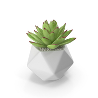 Echeveria Agavoides Lipstick PNG & PSD Images