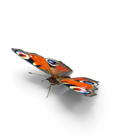 Aglais io Butterfly Sitting Pose with Fur PNG & PSD Images