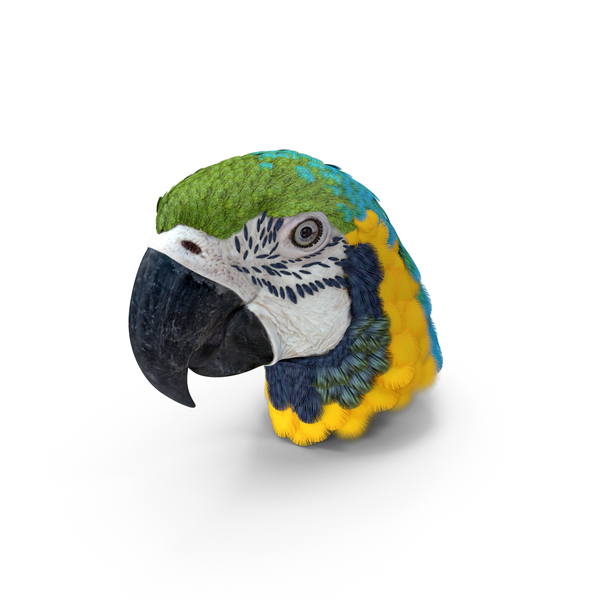 蓝色和黄色金刚鹦鹉鹦鹉头PNG和PSD图像