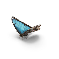 Emperor Butterfly with Fur PNG & PSD Images