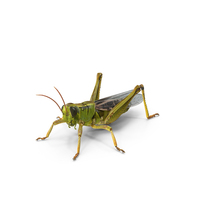 Grasshopper PNG & PSD Images